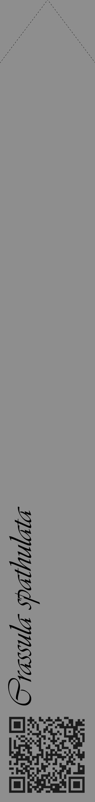 Étiquette de : Crassula spathulata - format c - style noire25_simple_simpleviv avec qrcode et comestibilité - position verticale