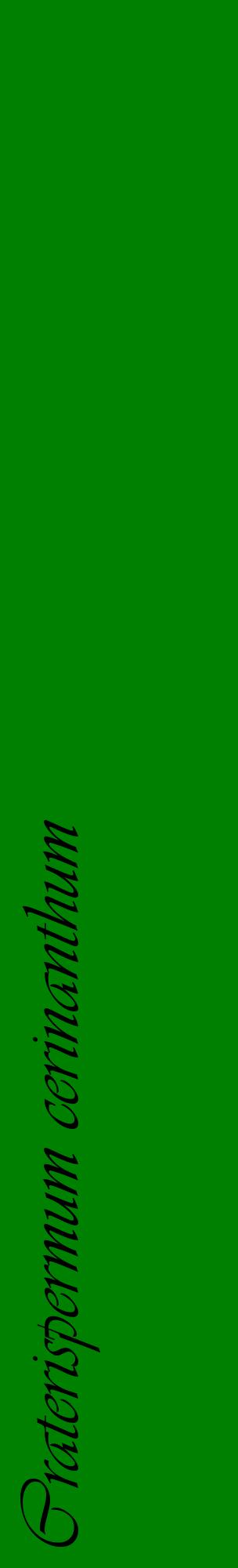 Étiquette de : Craterispermum cerinanthum - format c - style noire9_basique_basiqueviv avec comestibilité - position verticale