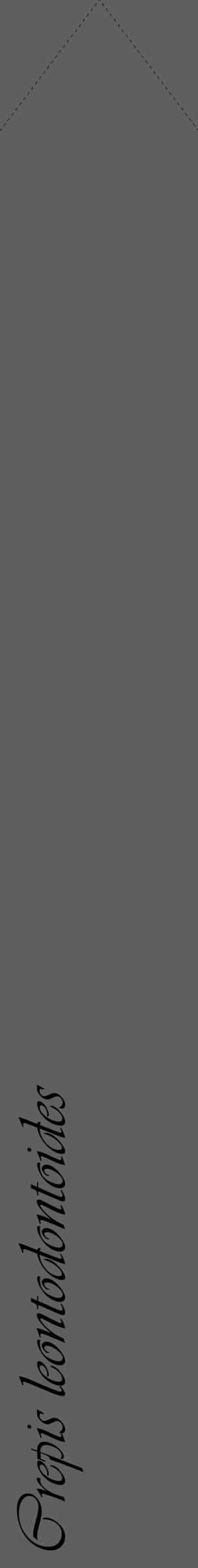Étiquette de : Crepis leontodontoides - format c - style noire10_simple_simpleviv avec comestibilité - position verticale
