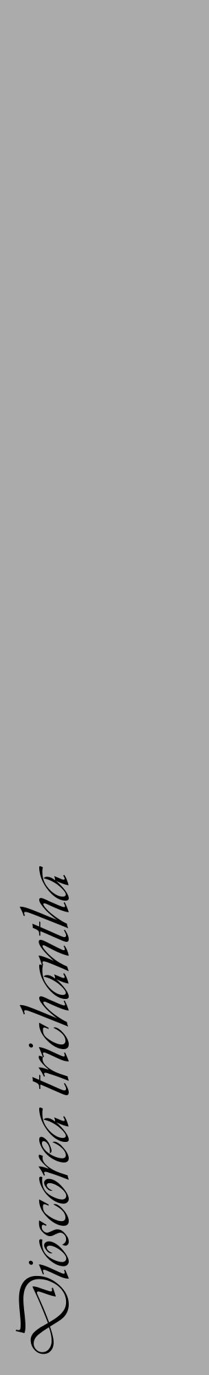 Étiquette de : Dioscorea trichantha - format c - style noire37_basique_basiqueviv avec comestibilité - position verticale