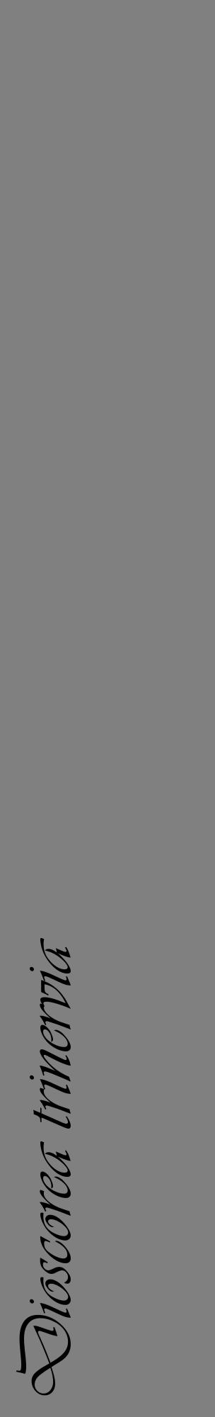 Étiquette de : Dioscorea trinervia - format c - style noire57_basiqueviv avec comestibilité