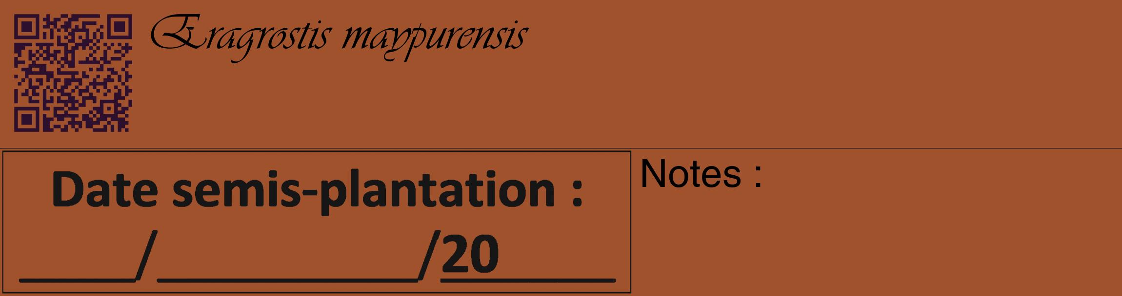 Étiquette de : Eragrostis maypurensis - format c - style noire32_basique_basiqueviv avec qrcode et comestibilité