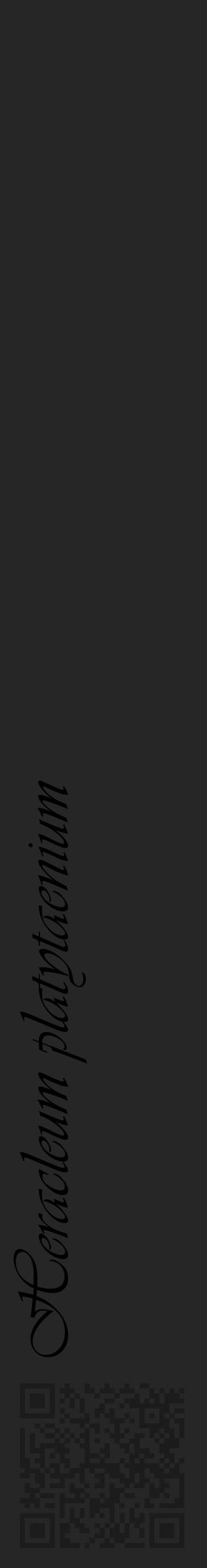 Étiquette de : Heracleum platytaenium - format c - style noire29_basique_basiqueviv avec qrcode et comestibilité - position verticale