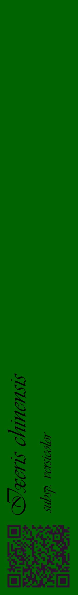 Étiquette de : Ixeris chinensis subsp. versicolor - format c - style noire8_basiqueviv avec qrcode et comestibilité