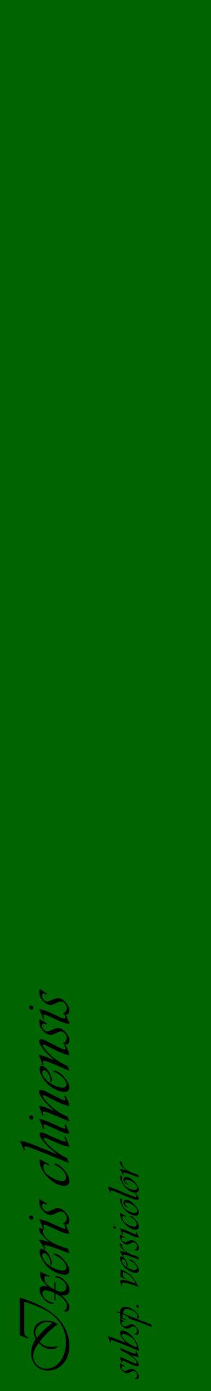 Étiquette de : Ixeris chinensis subsp. versicolor - format c - style noire8_basiqueviv avec comestibilité