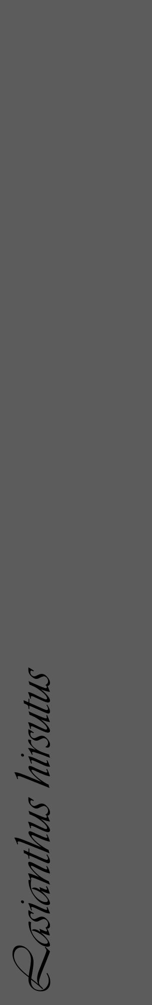 Étiquette de : Lasianthus hirsutus - format c - style noire49_basique_basiqueviv avec comestibilité - position verticale