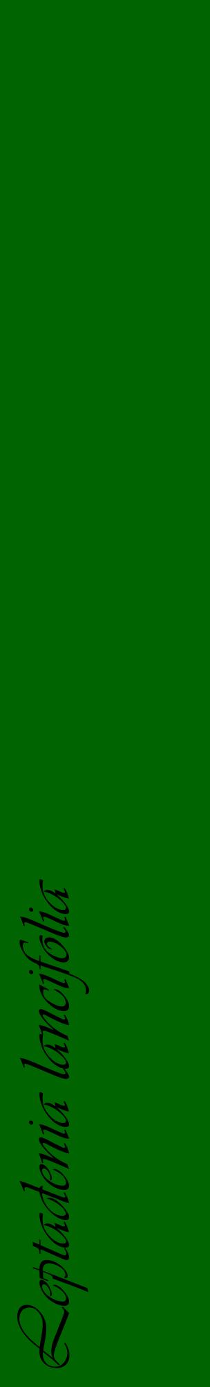 Étiquette de : Leptadenia lancifolia - format c - style noire8_basiqueviv avec comestibilité