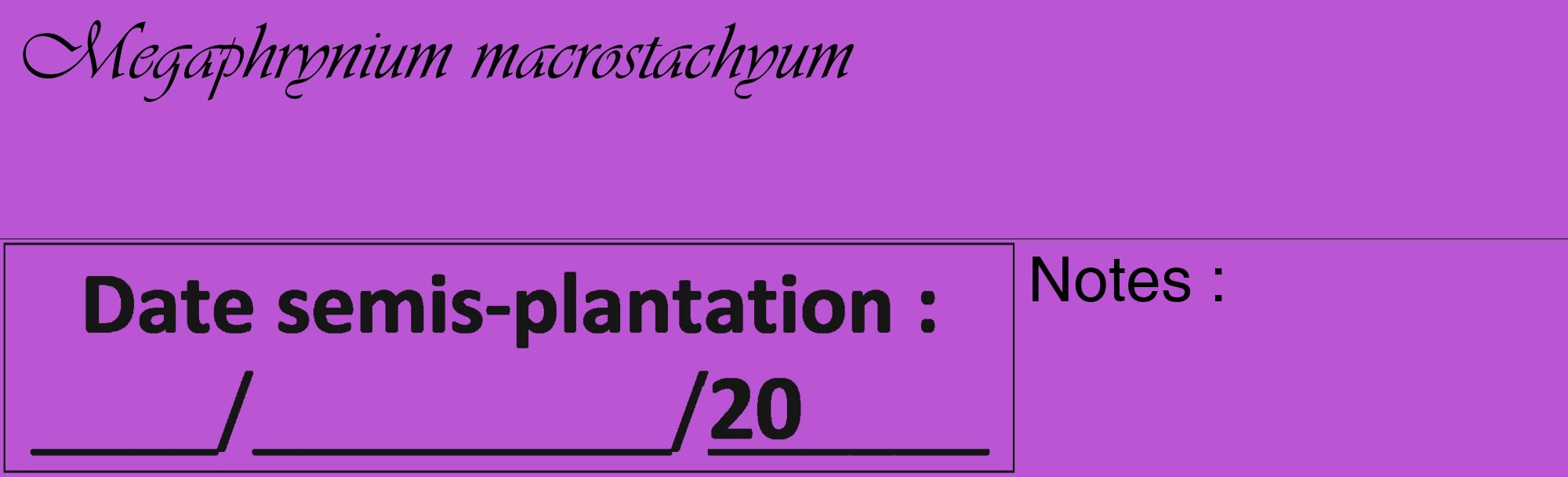 Étiquette de : Megaphrynium macrostachyum - format c - style noire50_basique_basiqueviv avec comestibilité