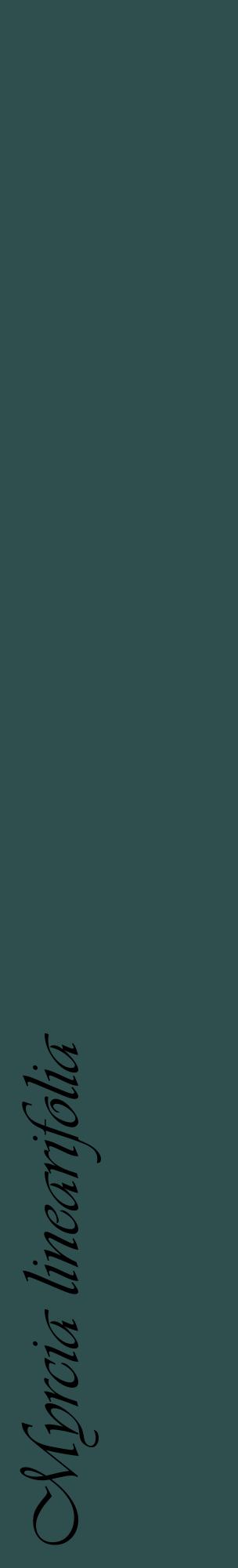 Étiquette de : Myrcia linearifolia - format c - style noire58_basiqueviv avec comestibilité