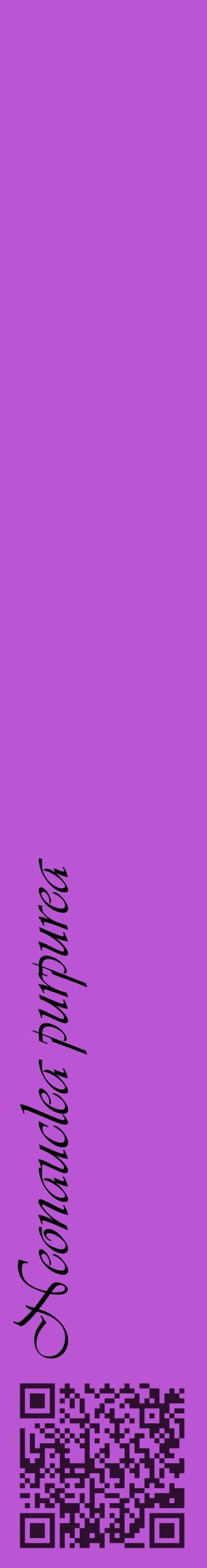 Étiquette de : Neonauclea purpurea - format c - style noire50_basiqueviv avec qrcode et comestibilité