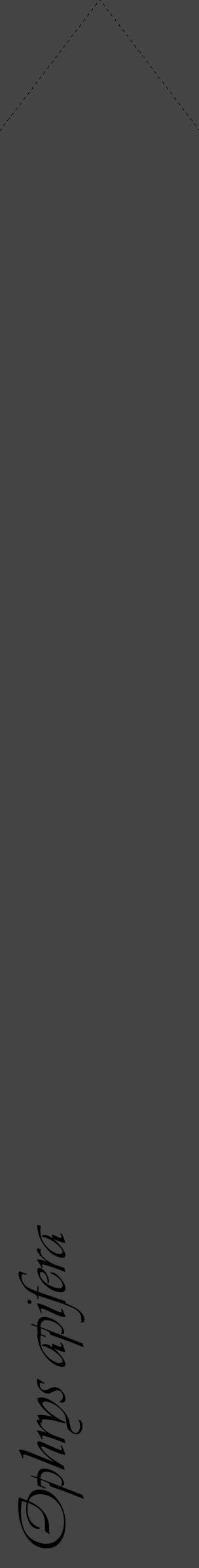 Étiquette de : Ophrys apifera - format c - style noire48_simple_simpleviv avec comestibilité - position verticale