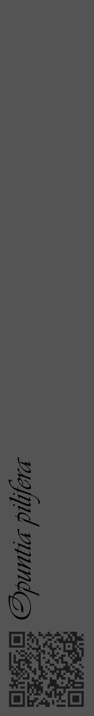 Étiquette de : Opuntia pilifera - format c - style noire30_basique_basiqueviv avec qrcode et comestibilité - position verticale