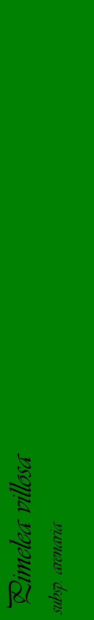 Étiquette de : Pimelea villosa subsp. arenaria - format c - style noire9_basiqueviv avec comestibilité