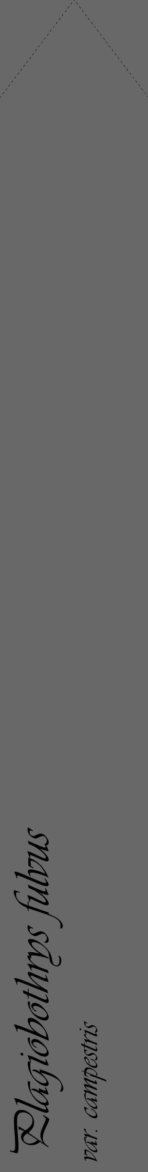 Étiquette de : Plagiobothrys fulvus var. campestris - format c - style noire6simple_basique_basiqueviv avec comestibilité - position verticale
