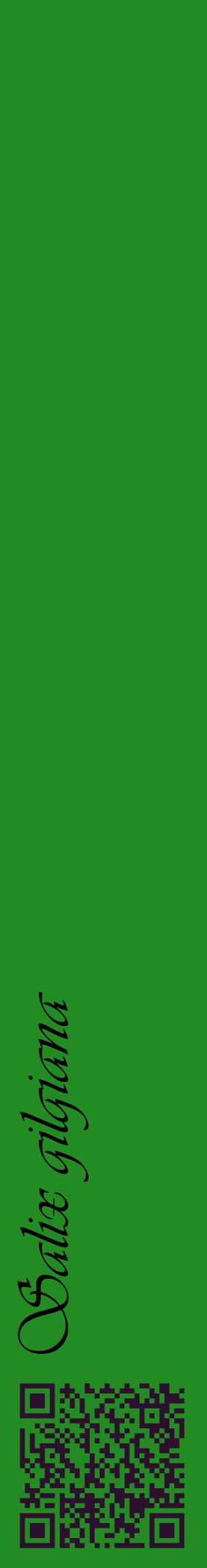 Étiquette de : Salix gilgiana - format c - style noire10_basiqueviv avec qrcode et comestibilité