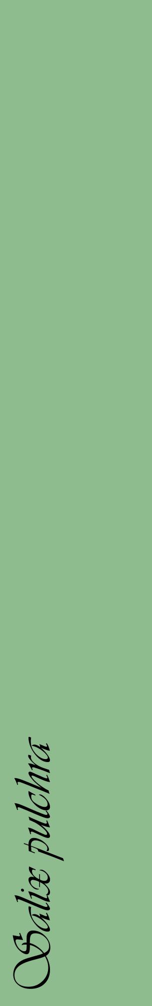 Étiquette de : Salix pulchra - format c - style noire13_basiqueviv avec comestibilité