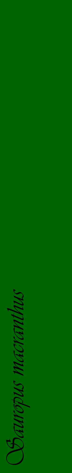 Étiquette de : Sauropus macranthus - format c - style noire8_basiqueviv avec comestibilité