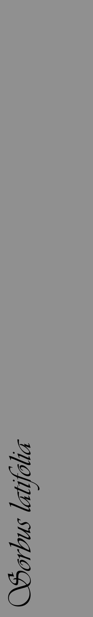 Étiquette de : Sorbus latifolia - format c - style noire4_basique_basiqueviv avec comestibilité - position verticale