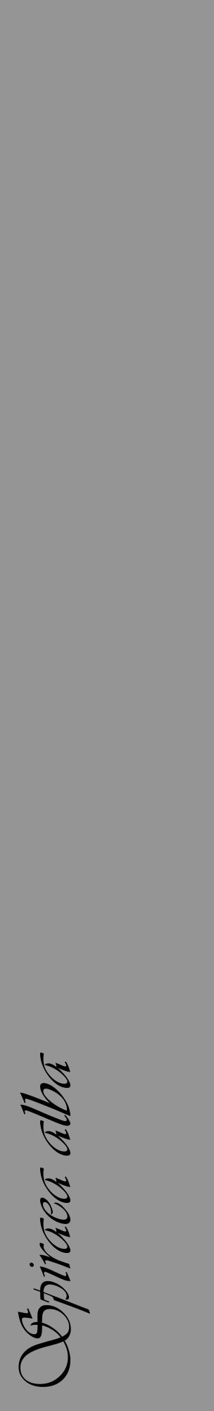 Étiquette de : Spiraea alba - format c - style noire16_basique_basiqueviv avec comestibilité - position verticale
