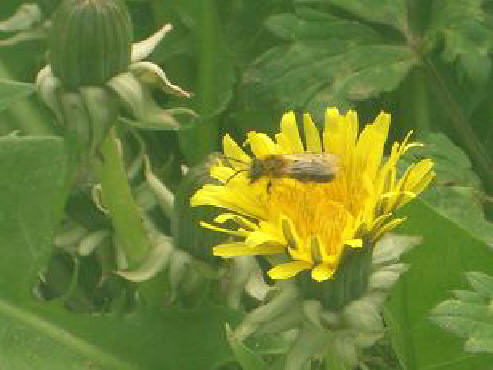 Une abeille butinant une fleur de pissenlit
