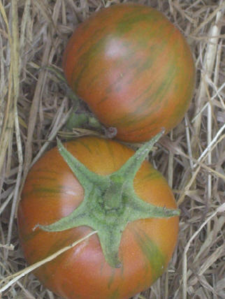 Illustration Solanum lycopersicum