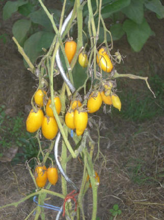 Illustration Solanum lycopersicum