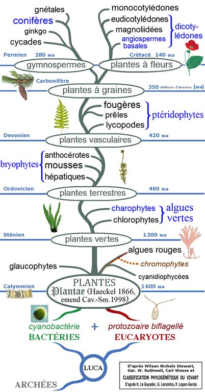Phylogénie végétale, par Maulucioni, via Wikimedia