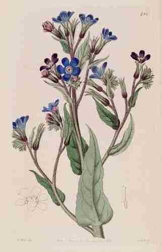 Illustration Anchusa azurea, Botanical Register (vol. 6: t. 483 ; 1820), via plantillustrations.org 