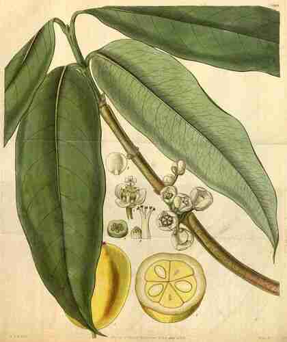 Illustration Garcinia dulcis, Curtis´s Botanical Magazine (vol. 58 [ser. 2, vol. 5]: t. 3088, 1831) [W.J.H.], via plantillustrations.org 