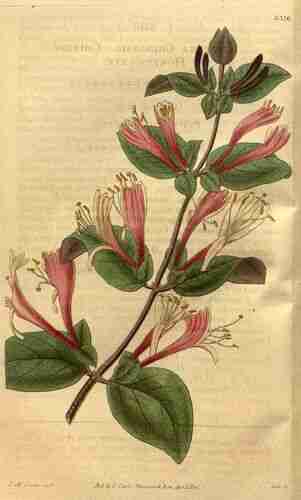Illustration Lonicera japonica, Curtis´s Botanical Magazine (vol. 61 [ser. 2, vol. 8]: t. 3316, 1834) [S.M. Curtis], via plantillustrations.org 