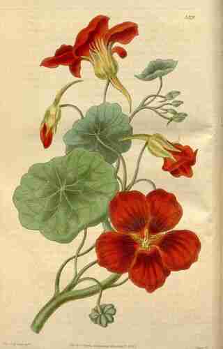 Illustration Tropaeolum majus, Curtis´s Botanical Magazine (vol. 62 [ser. 2, vol. 9]: t. 3375 ; 1835) [Miss. C.M. Pope] , via plantillustrations.org 