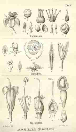 Illustration Mangifera caesia, Par Candole A. de, Candolle C. de (Monographiæ phanerogamarum, vol. 4: t. 4 ; 1883) [A. Engler], via plantillustrations 