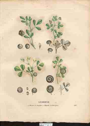 Illustration Medicago orbicularis, Par Jaume Saint-Hilaire J.H. (La flore et la pomone francaises, vol. 2: t. 19 ; 1829), via plantillustrations.org 