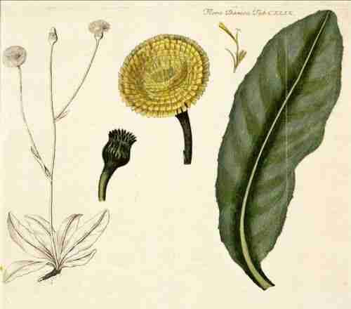 Illustration Hypochaeris maculata, Par Oeder G.C. (Flora Danica, Hft 3, t. 149, 1761-1883), via plantillustrations.org 