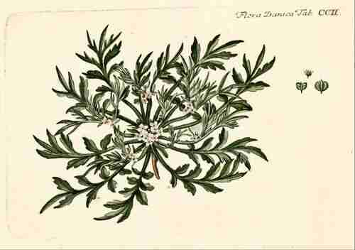 Illustration Lepidium coronopus, Par Oeder G.C. (Flora Danica, Hft 4, t. 202, 1761-1883), via plantillustrations.org 