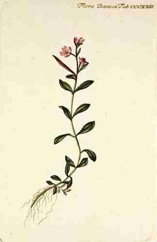 Illustration Epilobium palustre, Flora Danica [G.C. Oeder et al] (fasicle 6, t. 322 ; 1761-1883), via plantillustrations.org 