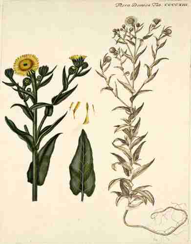 Illustration Inula britannica, Par Oeder G.C. (Flora Danica, Hft 7, t. 413, 1761-1883), via plantillustration.org 