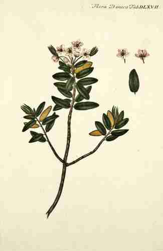 Illustration Rhododendron groenlandicum, Par Oeder G.C. (Flora Danica, Hft 10, t. 567, 1761-1883), via plantillustrations.org 