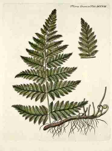 Illustration Dryopteris carthusiana, Flora Danica [G.C. Oeder et al] (fasicle 12, t. 707 ; 1761-1883), via plantillustrations.org 