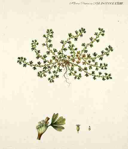 Illustration Aphanes arvensis, Par Oeder G.C. (Flora Danica, Hft 17, t. 973 ; 1761-1883), via plantillustrations.org 