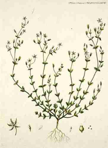 Illustration Arenaria serpyllifolia, Par Oeder G.C. (Flora Danica, Hft 17, t. 977 ; 1761-1883), via plantillustrations.org 