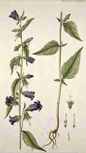 Illustration Campanula trachelium, Par Oeder G.C. (Flora Danica, Hft 18, t. 1026 ; 1761-1883), via plantillustrations.org 