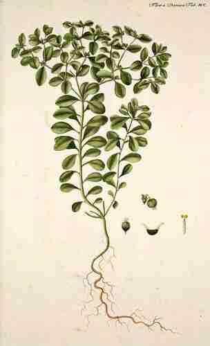 Illustration Euphorbia peplus, Flora Danica [G.C. Oeder et al] (fasicle 19, t. 1100 ; 1761-1883), via plantillustrations.org 