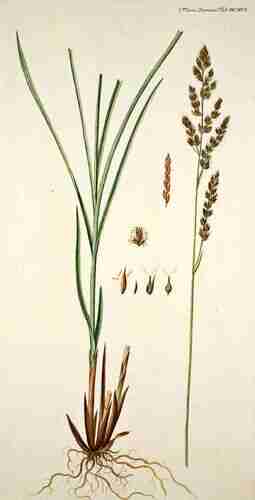 Illustration Carex paniculata, Par Oeder G.C. (Flora Danica, Hft 19, t. 1116 ; 1761-1883), via plantillustrations.org 