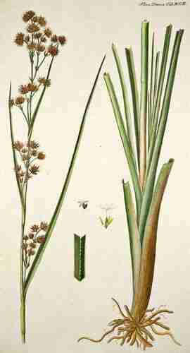 Illustration Cladium mariscus, Flora Danica [G.C. Oeder et al] (fasicle 21, t. 1202 ; 1761-1883), via plantillustrations.org 