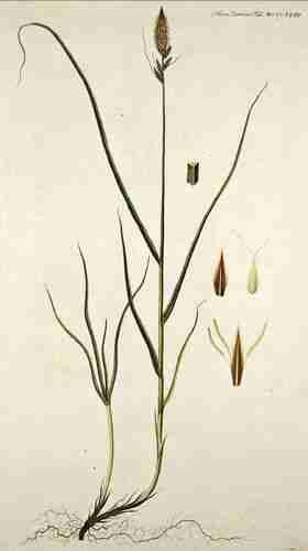 Illustration Carex disticha, Par Oeder G.C. (Flora Danica, Hft 23, t. 1343 ; 1761-1883), via lantillustrations.org 