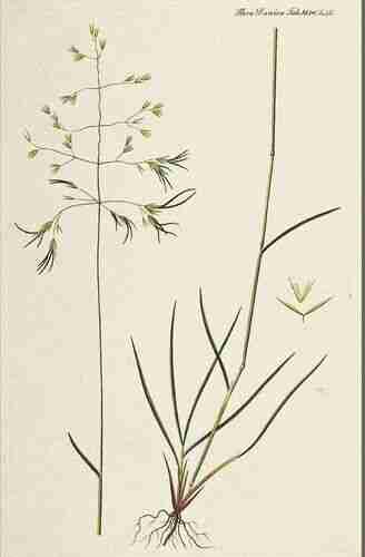 Illustration Deschampsia cespitosa, Flora Danica [G.C. Oeder et al] (fasicle 28, t. 1625 ; 1761-1883), via plantillustrations.org 