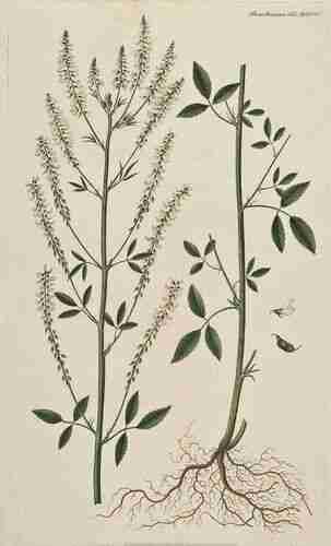 Illustration Melilotus albus, Par Oeder G.C. (Flora Danica, Hft 29, t. 1705 ; 1761-1883), via plantillustrations.org 
