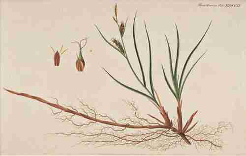 Illustration Carex hirta, Par Oeder G.C. (Flora Danica, Hft 29, t. 1711 ; 1761-1883), via plantillustrations.org 