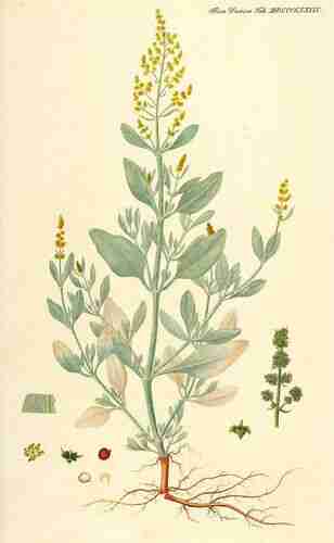 Illustration Halimione portulacoides, Par Oeder G.C. (Flora Danica, Hft 32, t. 1889, 1761-1883), via plantillustrations.org 